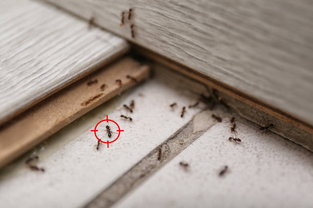 Best Local Pest Control Services  in Athens, MI