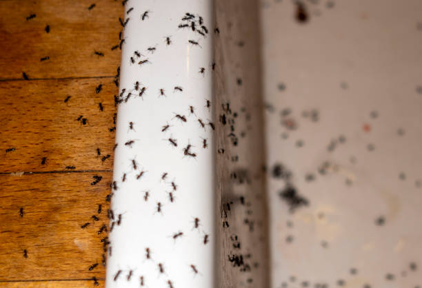 Best Mosquito Control Services  in Athens, MI